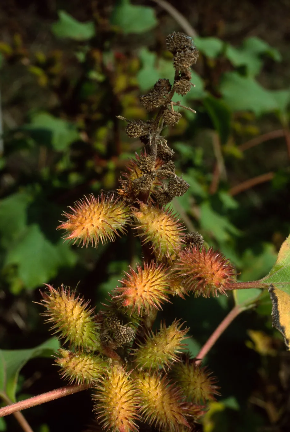 Xanthium strumabrium, Santa Catalina Island