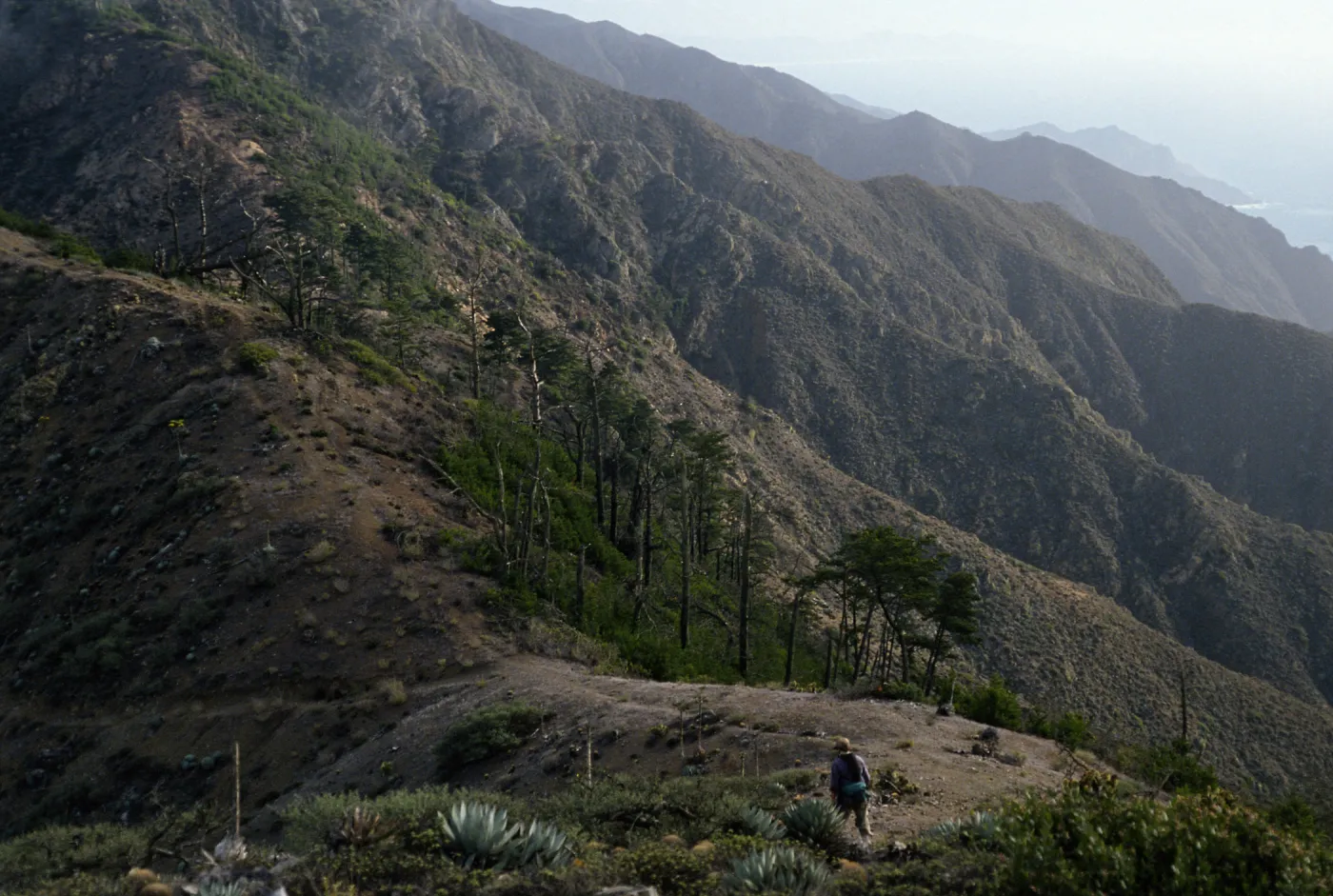 Pinus, ridge above Cañada de la Mina, Cedros Island