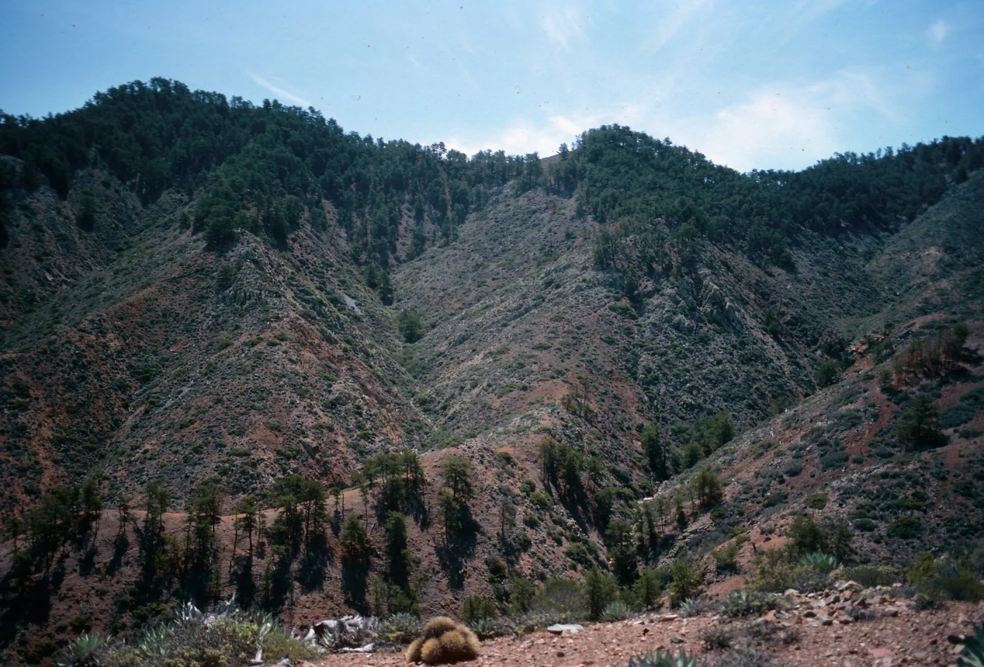 upper Cañada de la Mina,Cedros Island