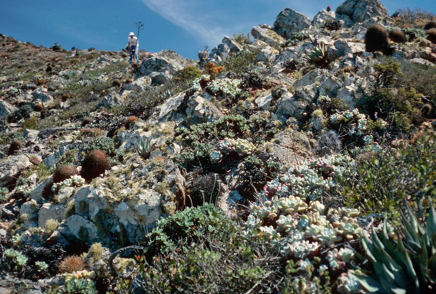 Dudleya pachyphytum, West of Canada de la Mina, Cedros Island