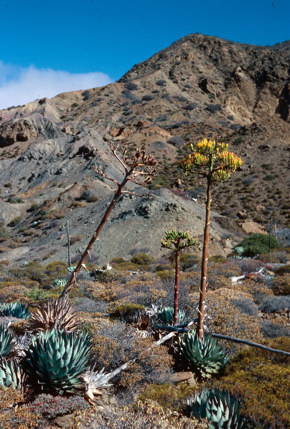 Agave (Century Plant), Gran Caï¿½on, Cedros Island