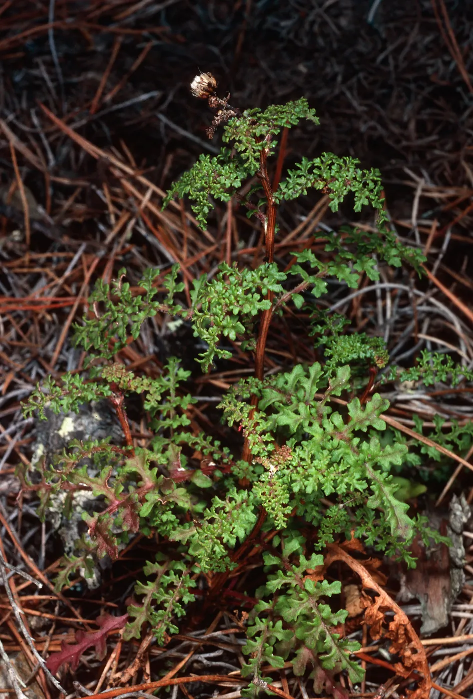 Senecio, Cedros Island