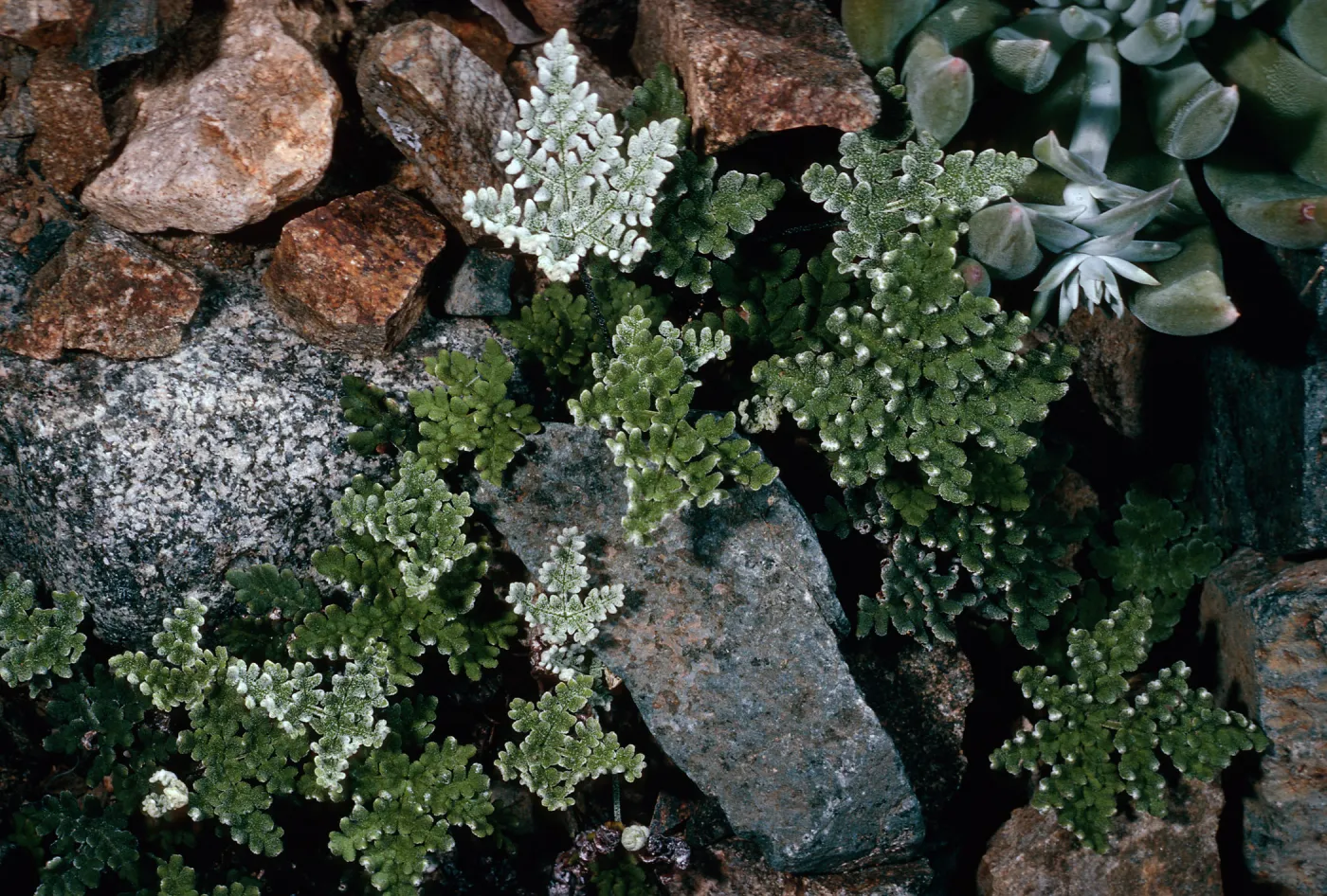 Notholaena, Cañada de la Mina, Cedros Island