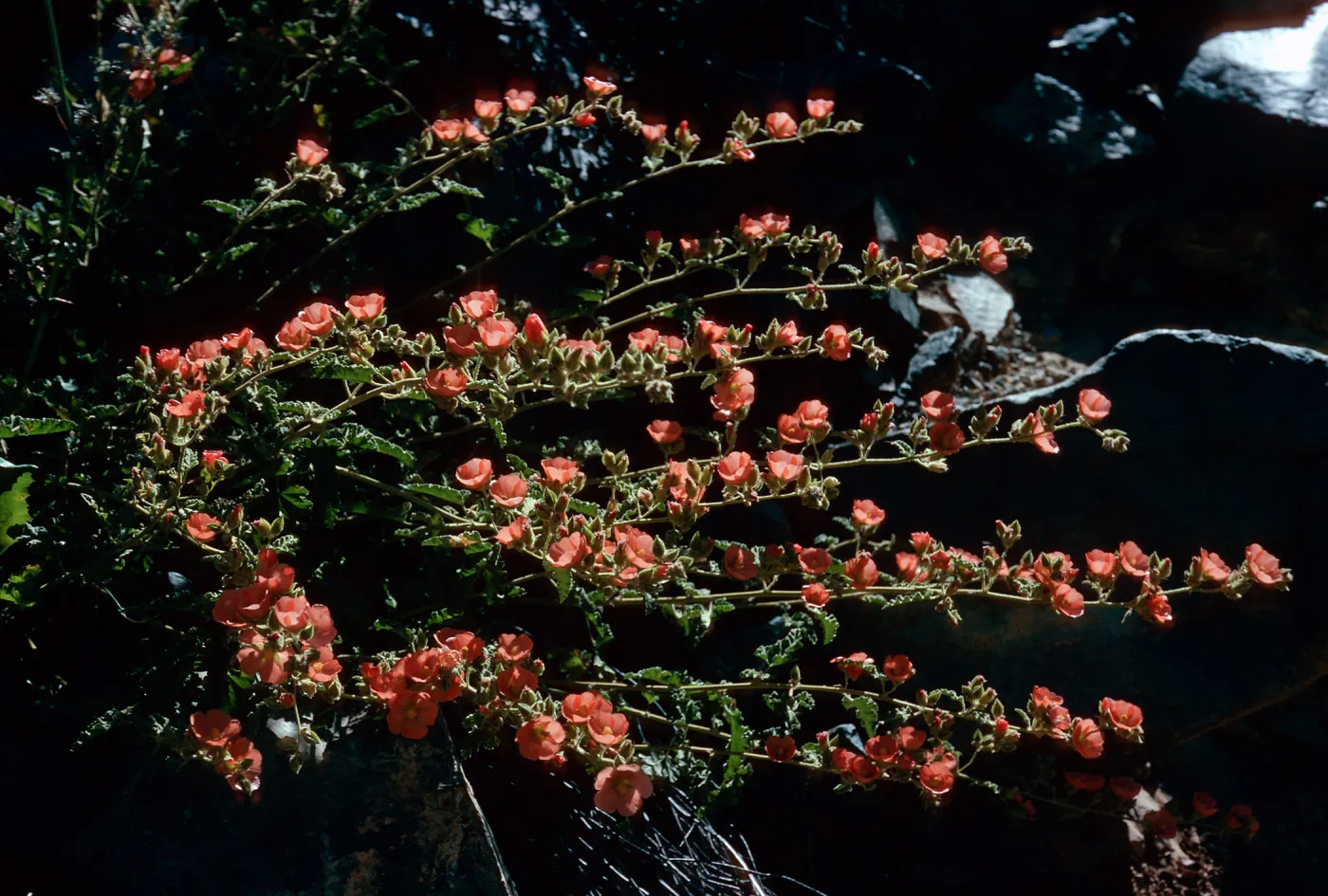 Sphaeralcea fulva, Cañada de la Mina, Cedros Island