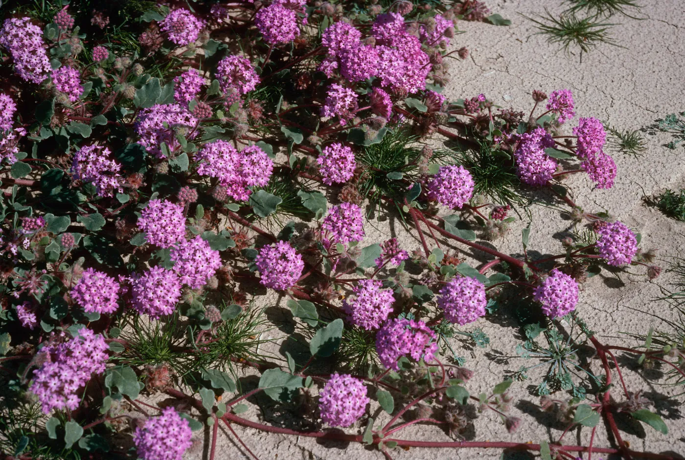 Abronia villosa, Anza Borrego