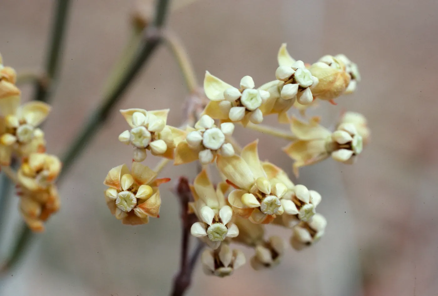 Asclepias albicans, Anza Borrego