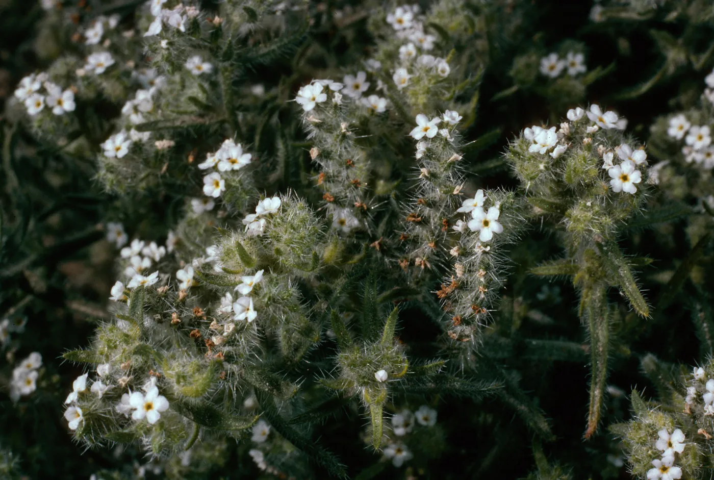 Cryptantha, Anza Borrego