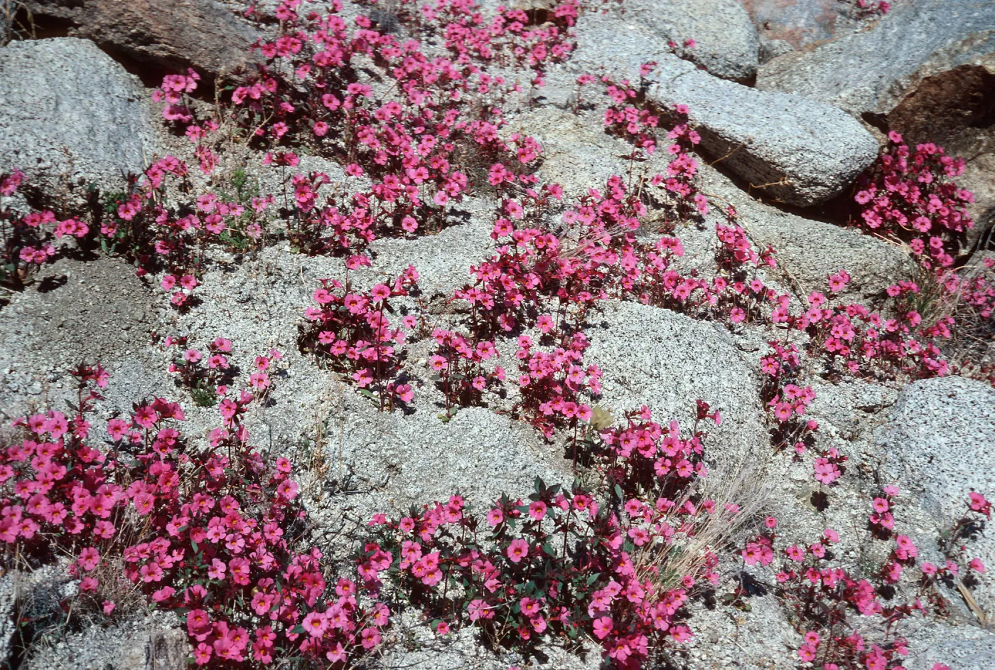 Mimulus bigelovii, S. W. Grove, mountain Palm Springs, Anza Borrego