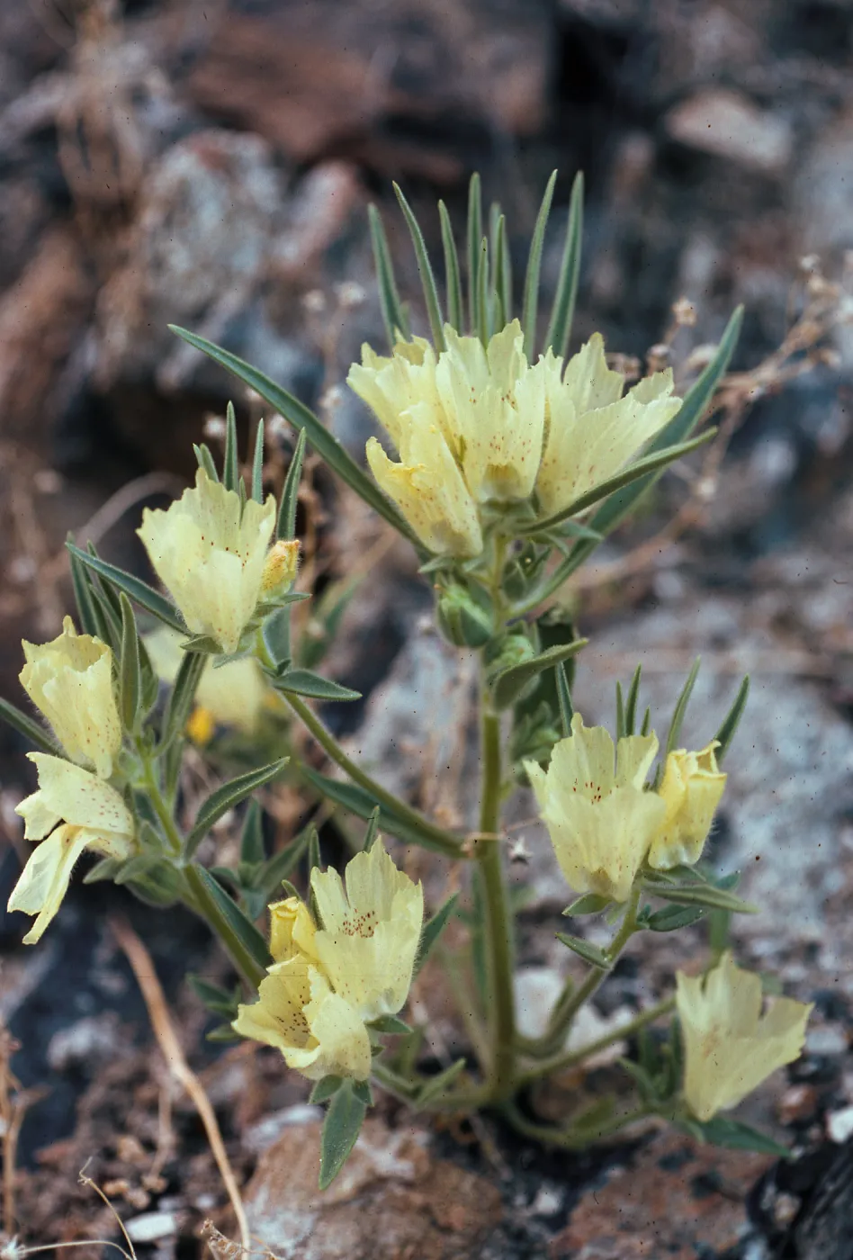 Mohavea confertiflora, Anza Borrego