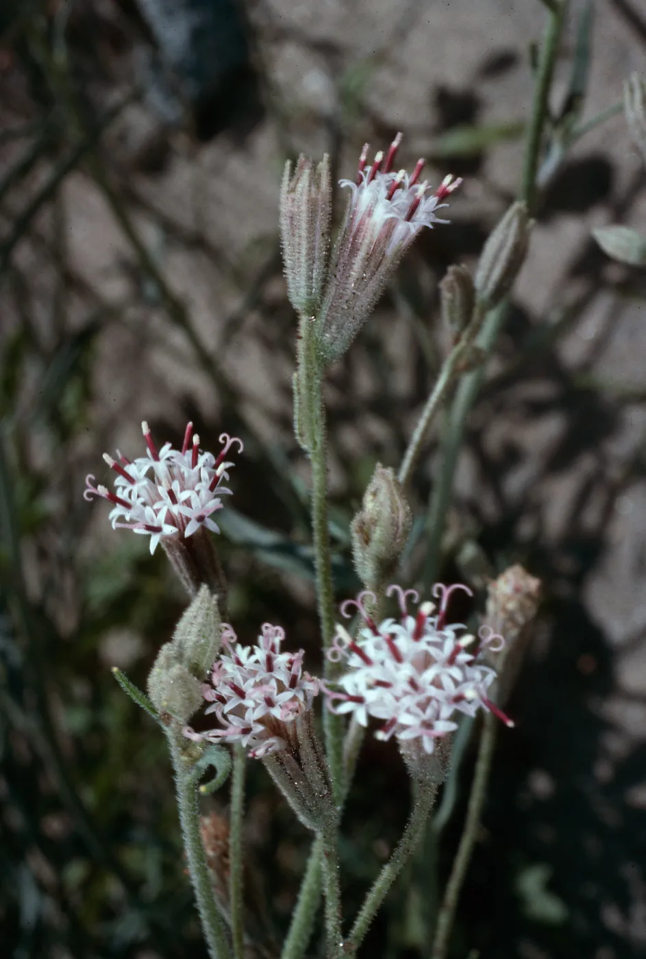 Palafoxia, Anza Borrego