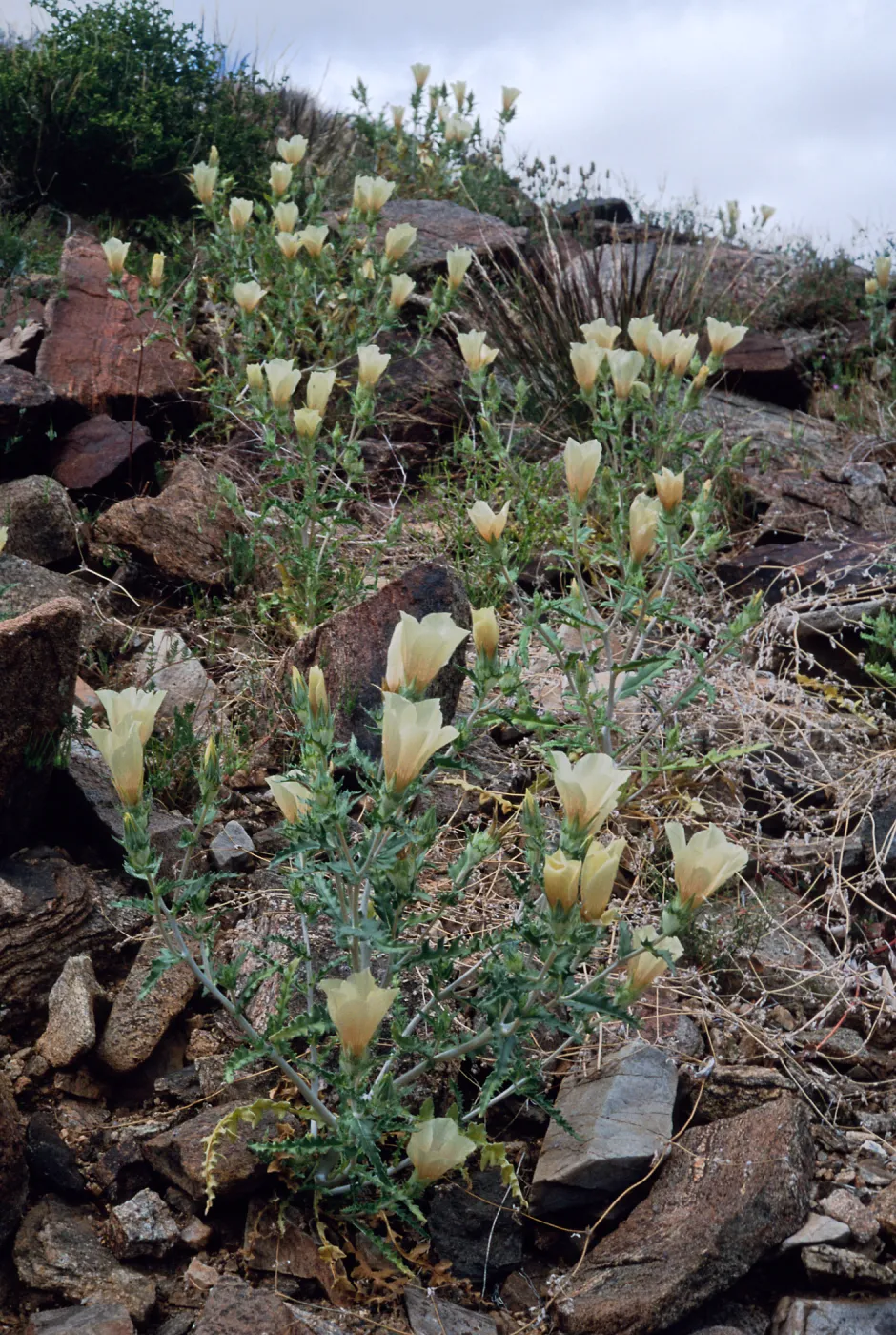 Mentzelia involucrata, North of Sheep Pass, Joshua Tree