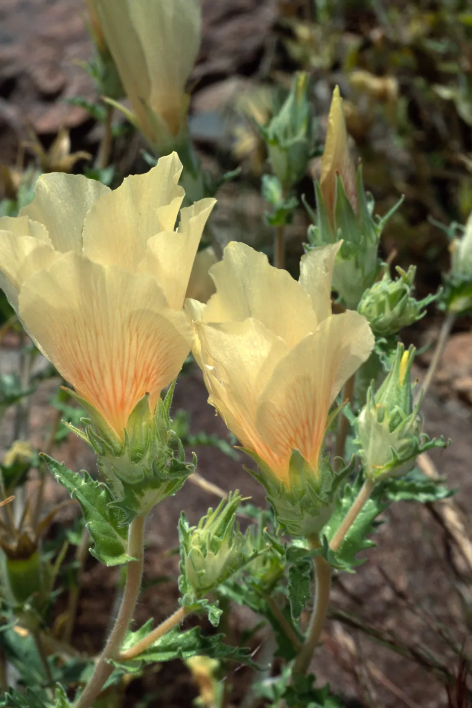 Mentzelia involucrata, North of Sheep Pass, Joshua Tree
