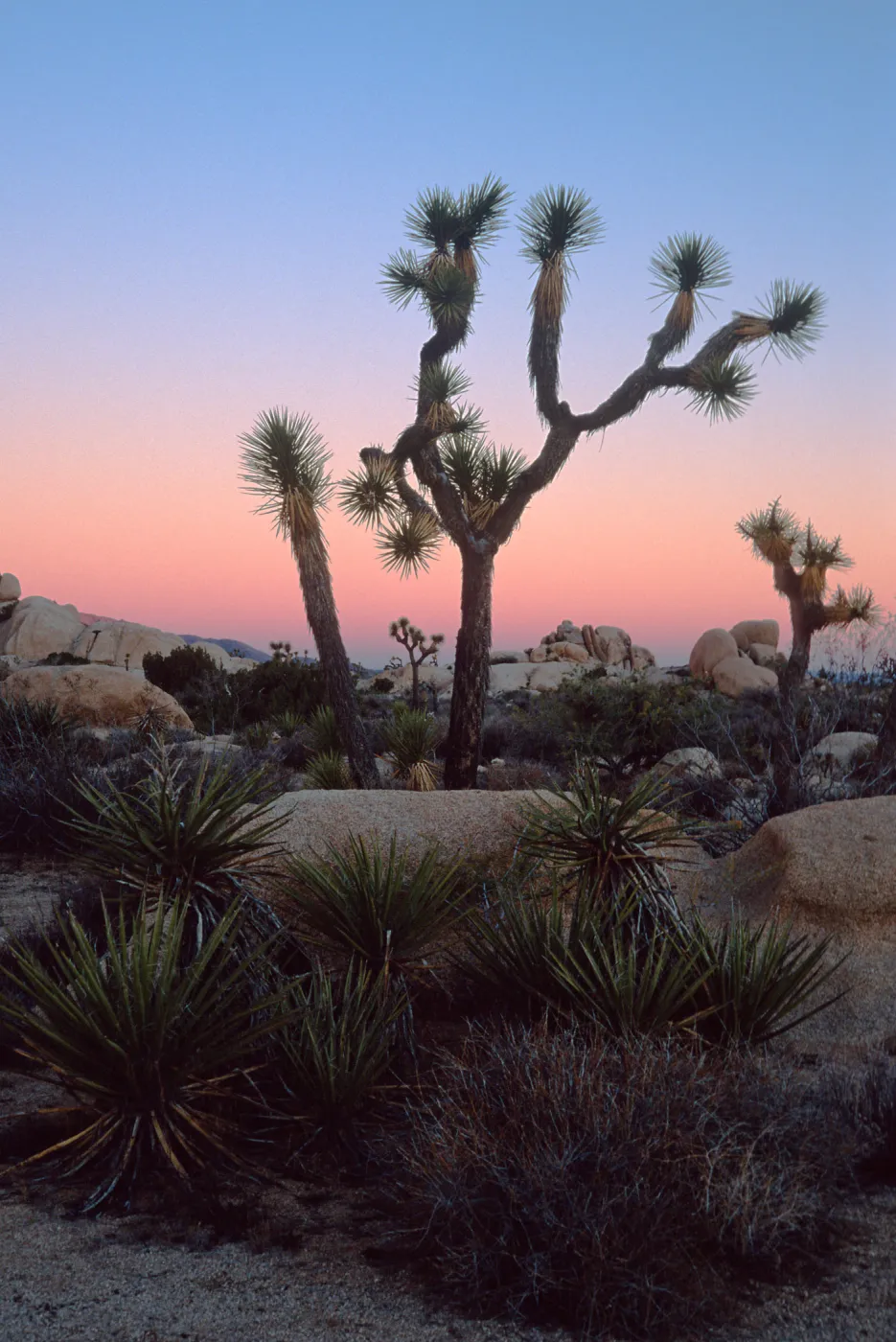 Sunset, near Belle Campground, Joshua Tree National Park