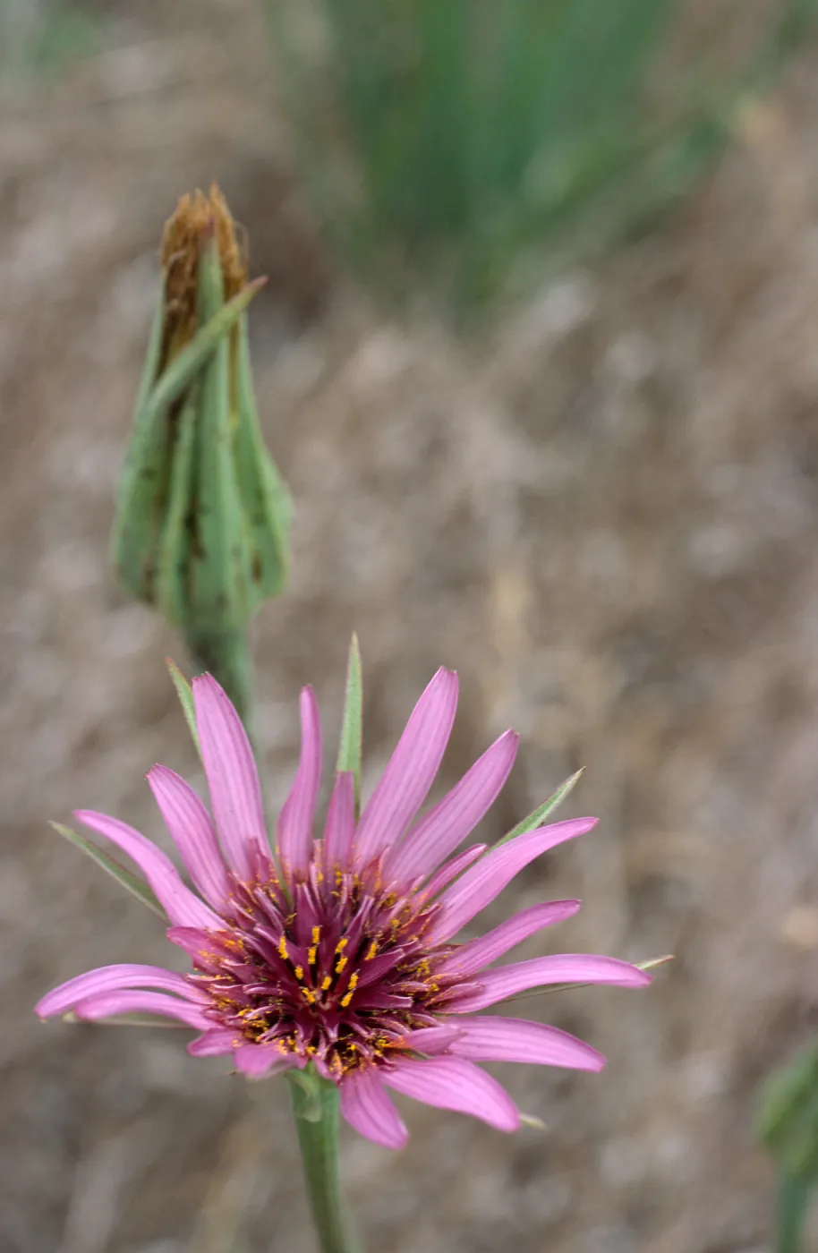 Tragopogon, Santa Cruz Island