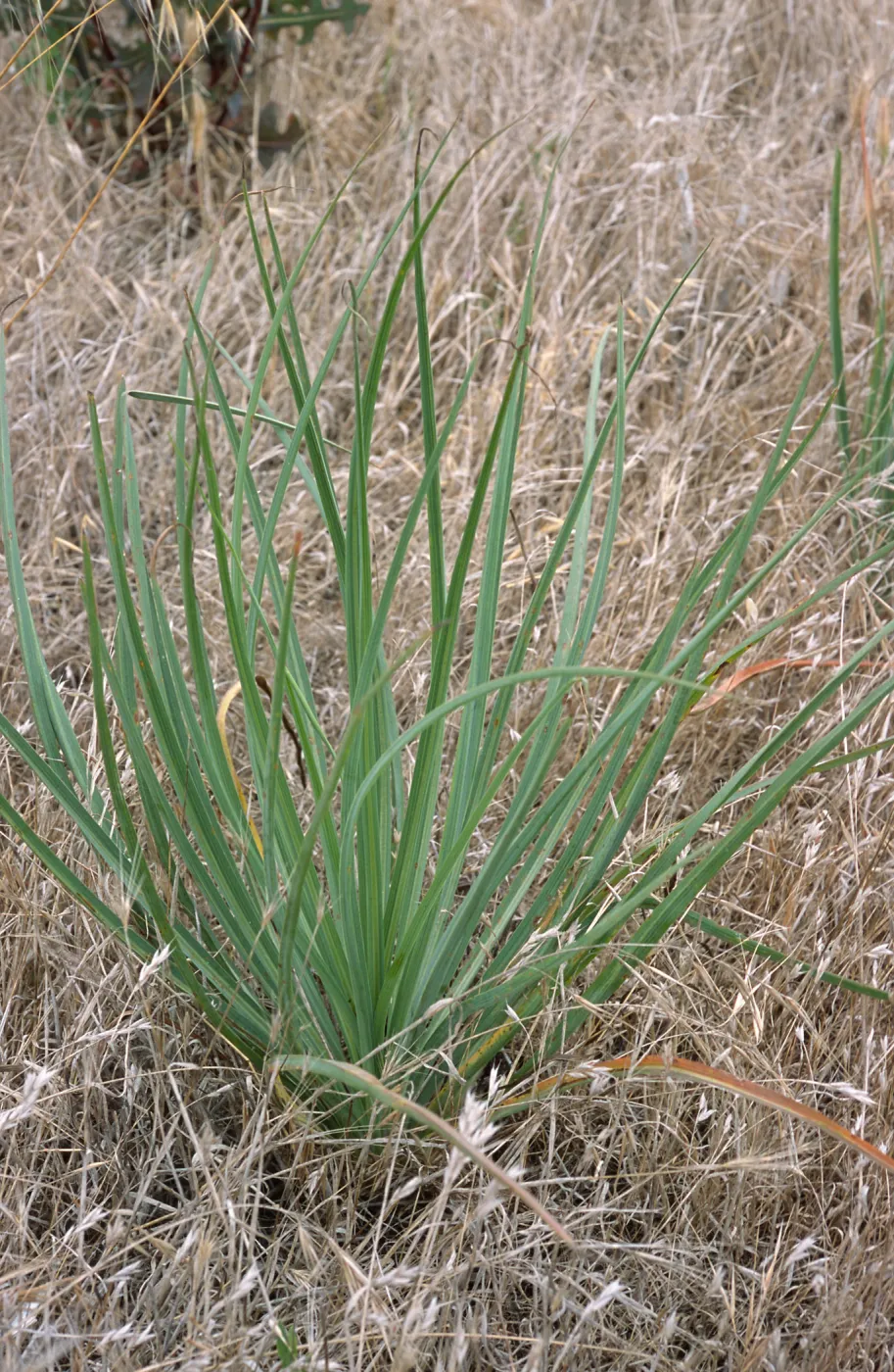 Tragopogon, Santa Cruz Island