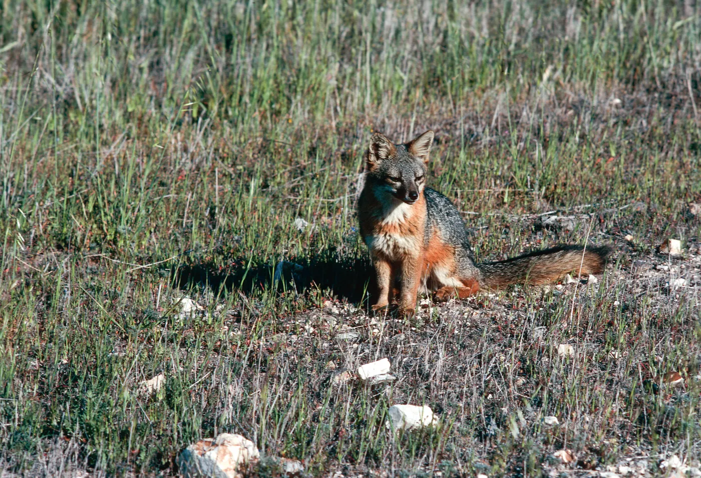 fox, East of navy base, Santa Cruz Island