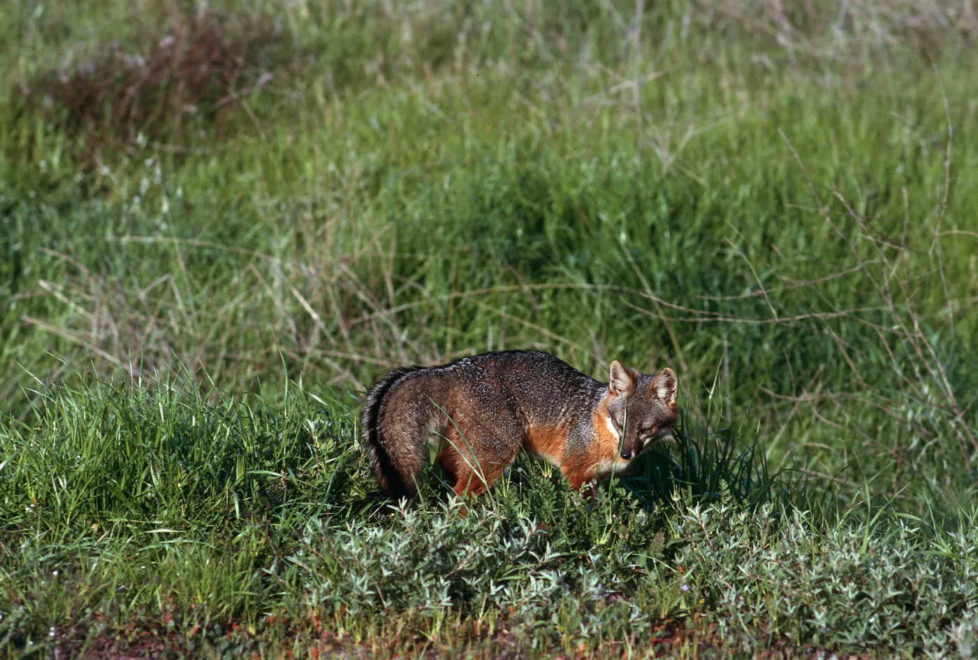 Island Fox, East of Christy Ranch, Santa Cruz Island