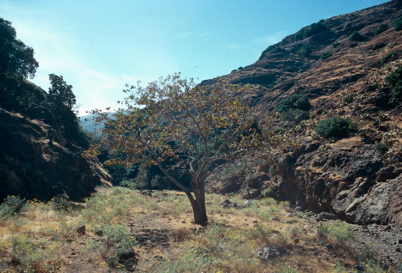 Acer, Dick’s Cove, Santa Cruz Island