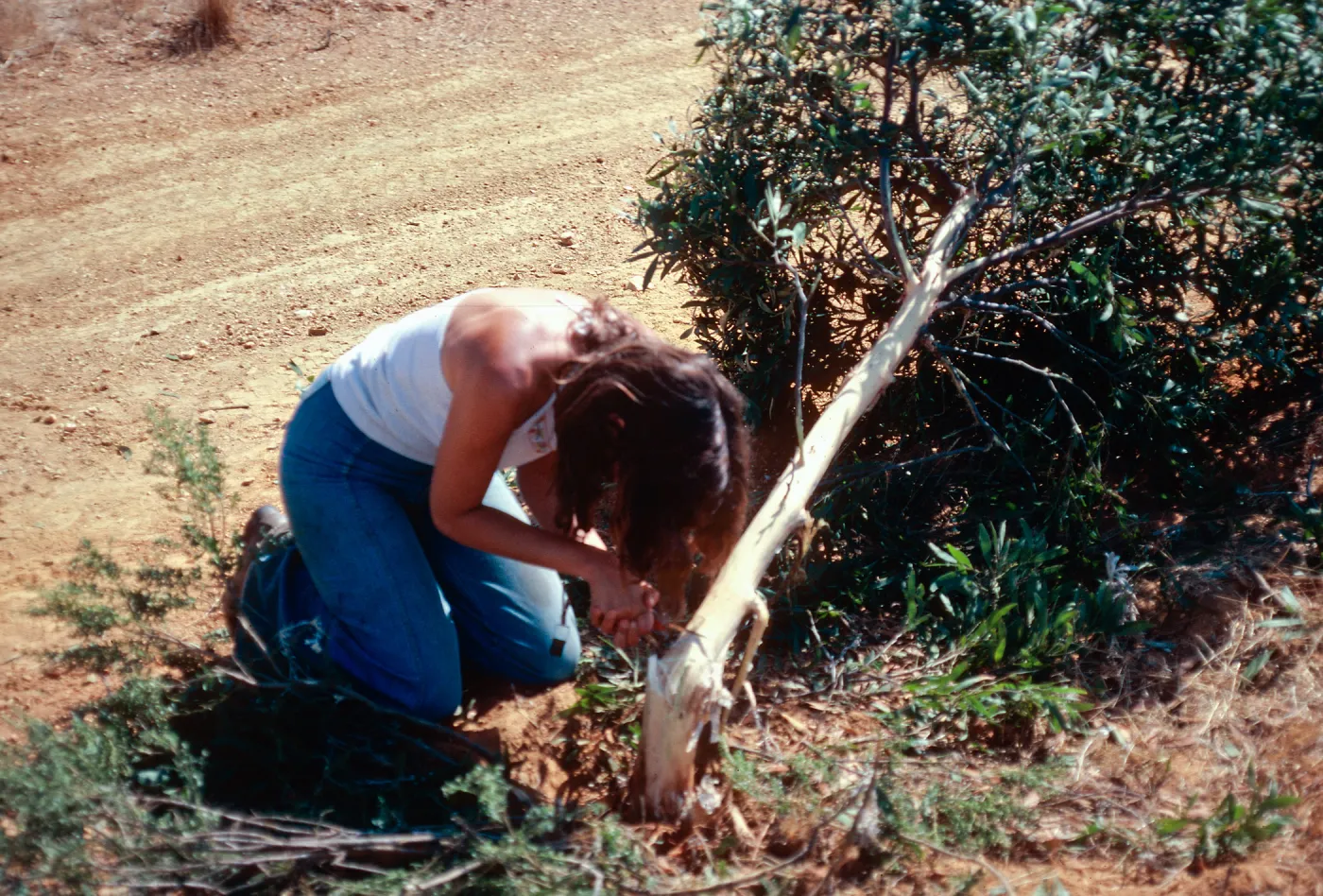 removal of Acacia, Ridge Road, Santa Cruz Island