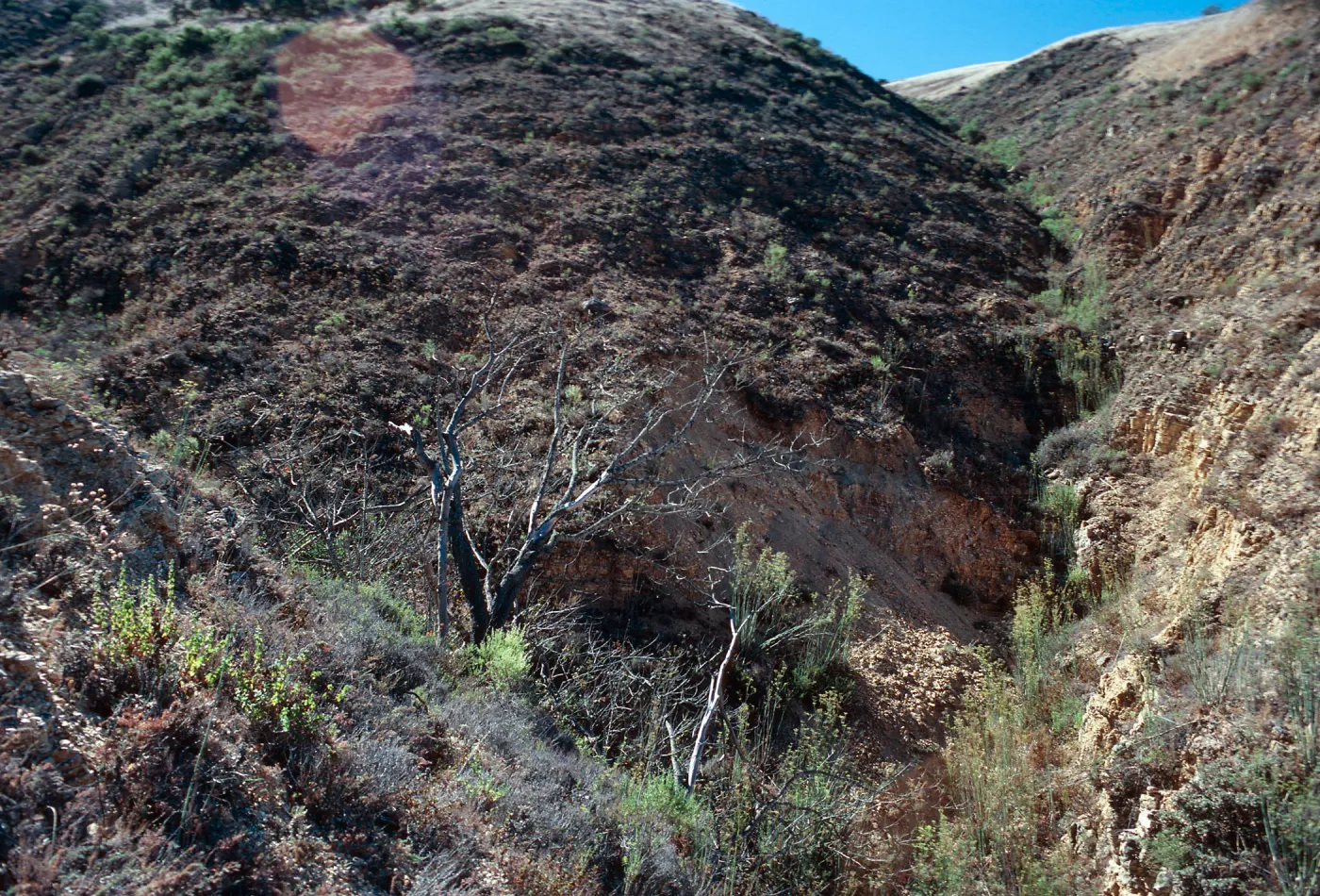 Acer location, upper Well Canyon, Santa Cruz Island