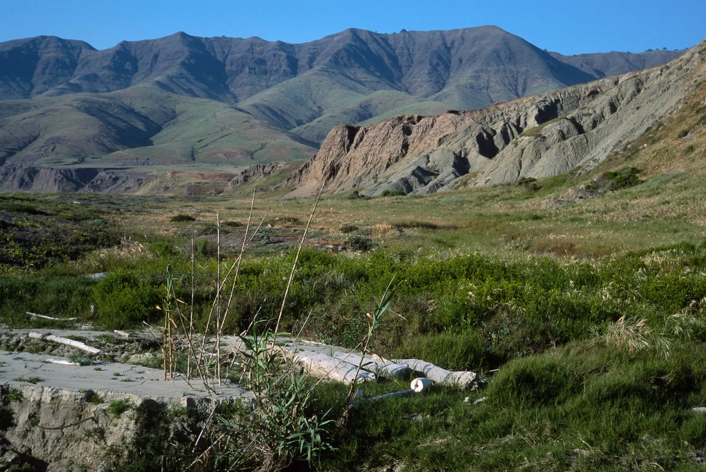 Arundo, Christy Ranch, Santa Cruz Island