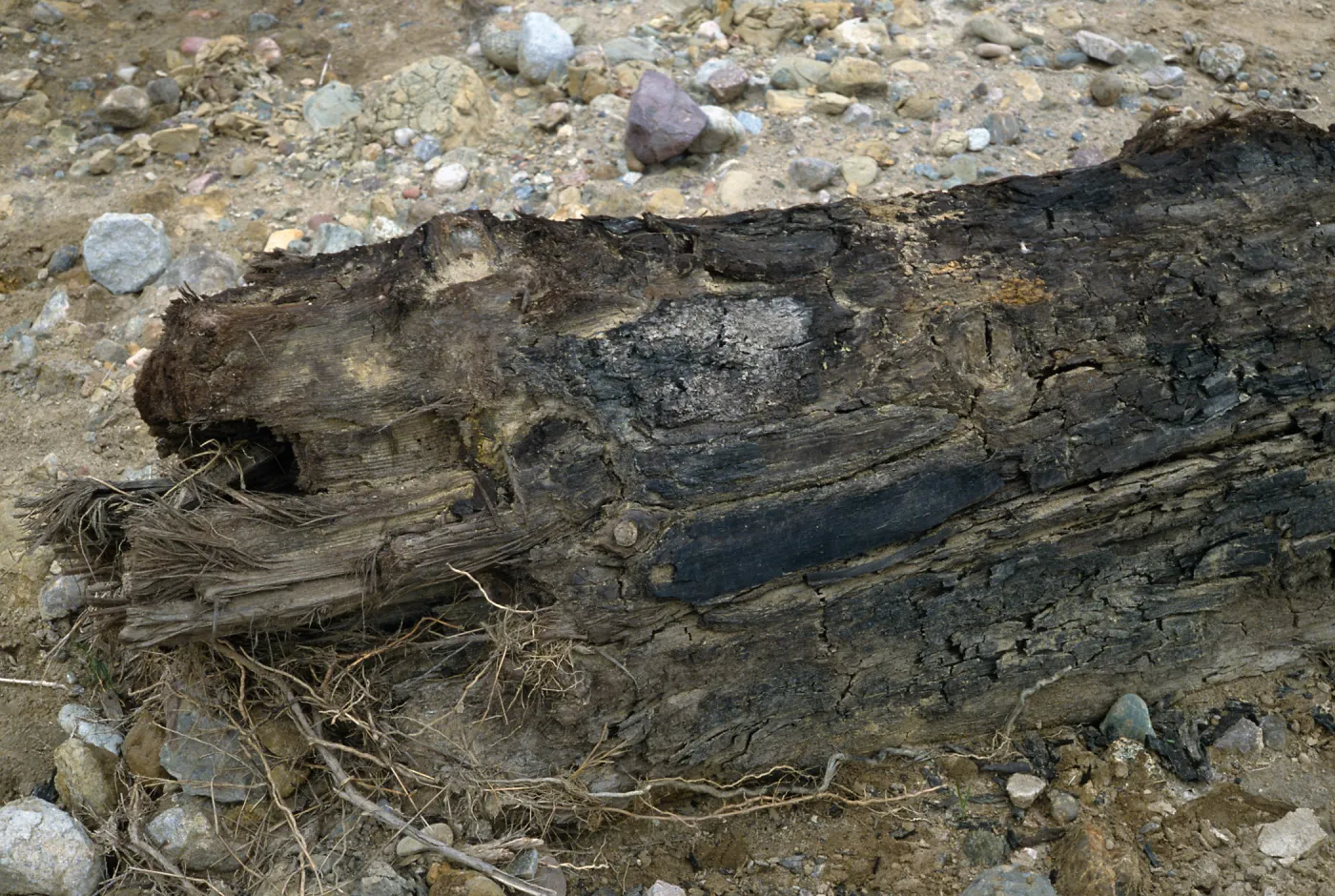 Pseudotsuga log, Sauces Canyon, Santa Cruz Island