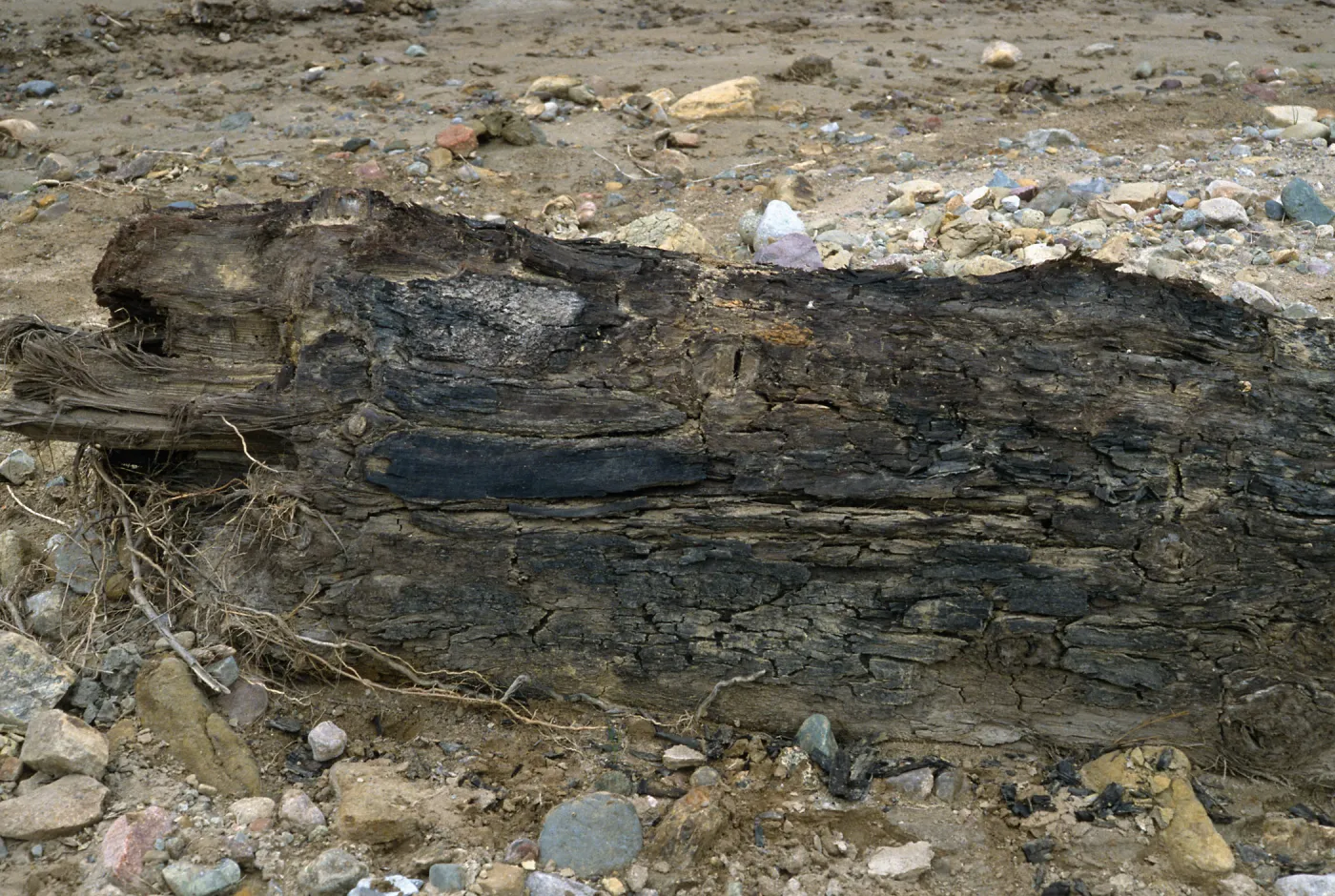 Pseudotsuga log, Sauces Canyon, Santa Cruz Island