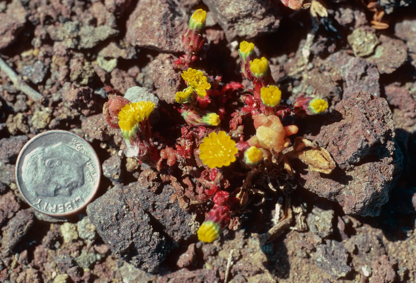 Malacothrix indecora, Black Point, Santa Cruz Island