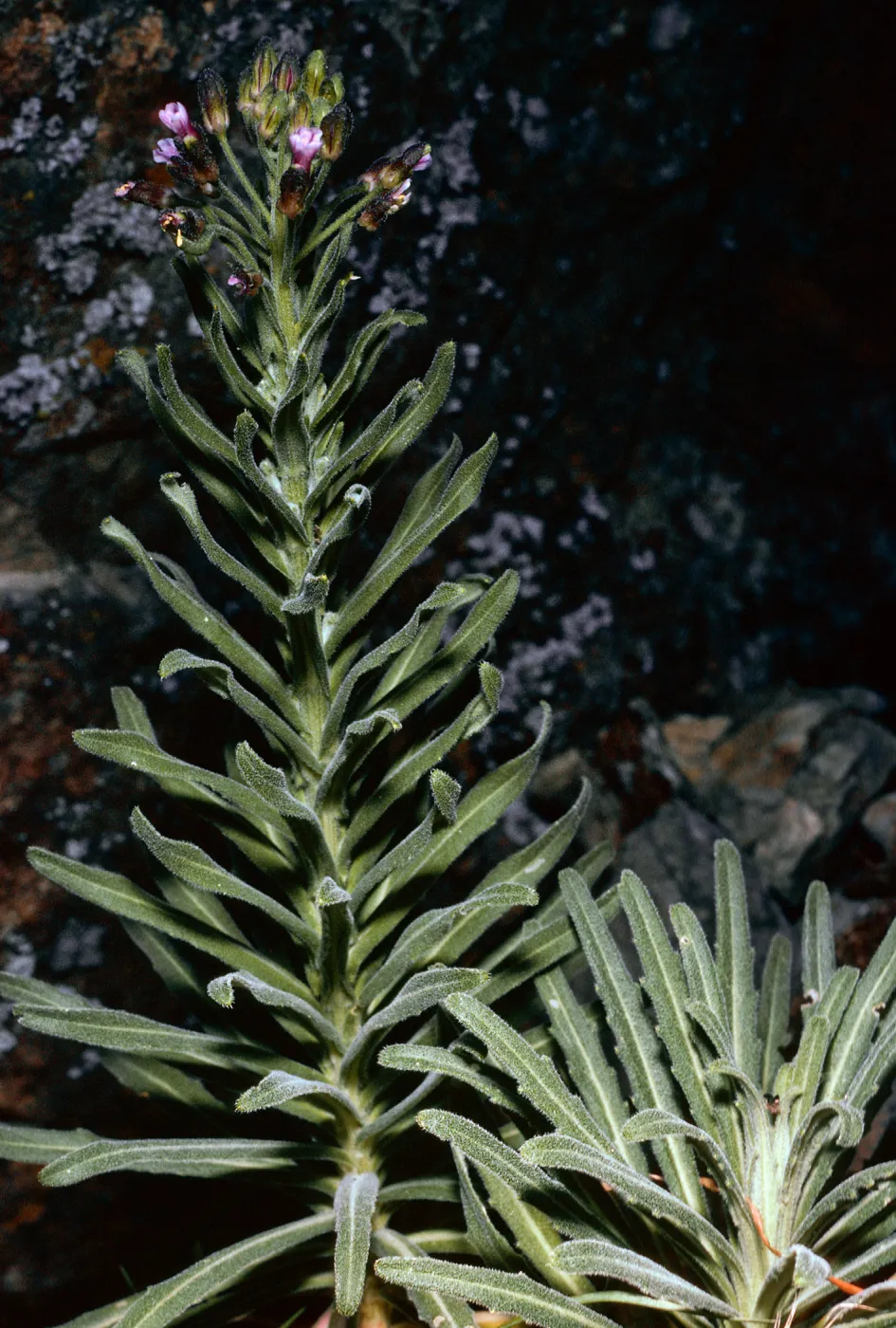 Arabis, North of Buena Vista, Santa Cruz Island