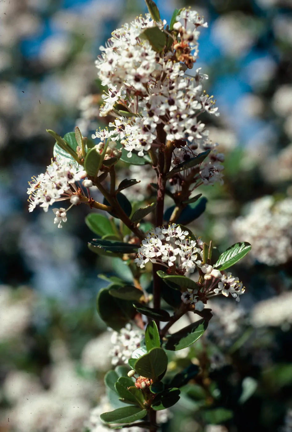 Ceanothus megacarpus, South ridge, Santa Cruz Island
