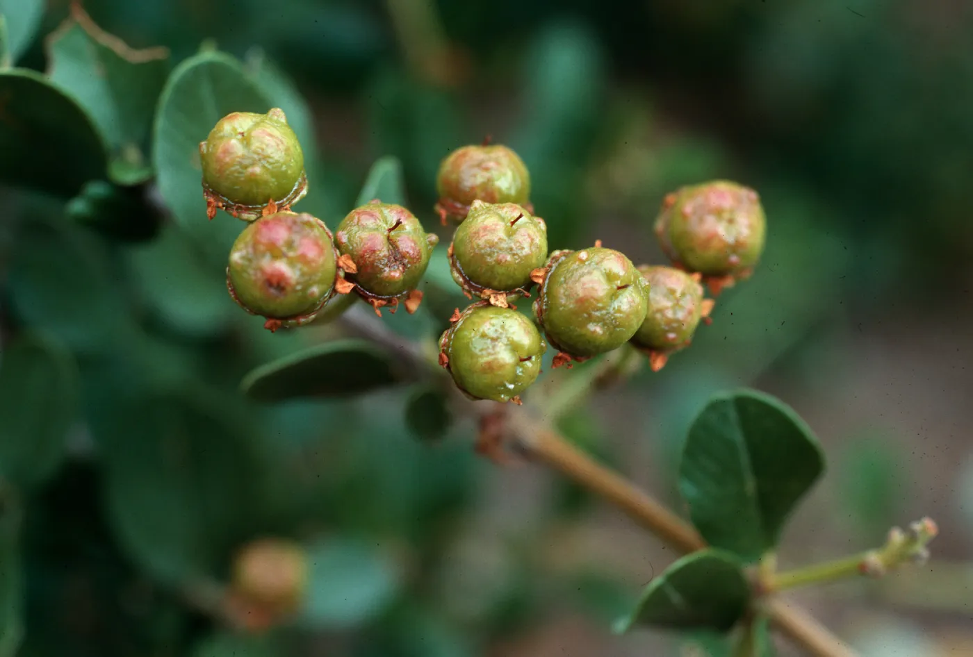 Ceanothus meacarpus insularis, Cañada Del Puerto, Santa Cruz Island