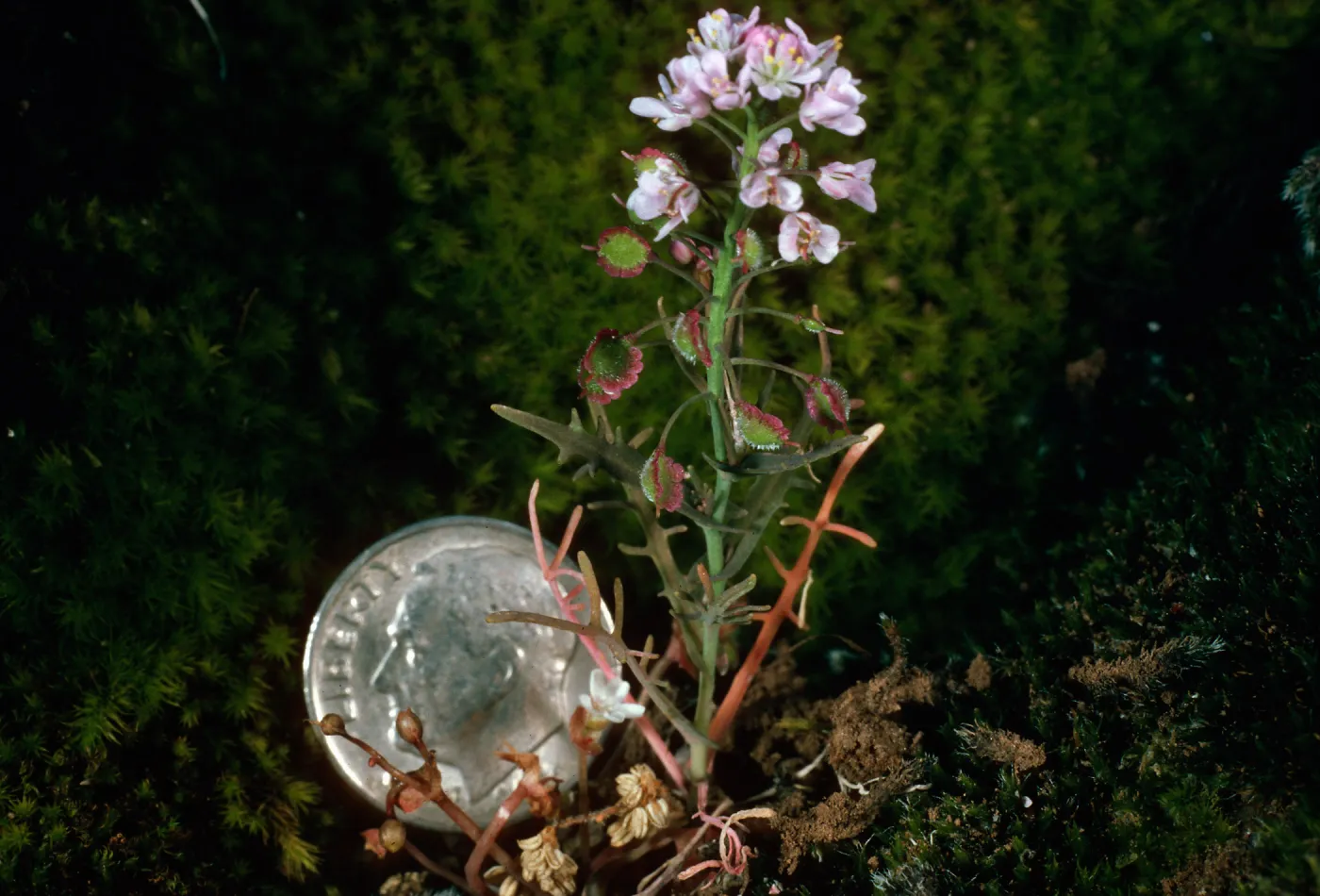 Thysanocarpus conchuliferus, ¾ mile West of Picacho Diablo, Santa Cruz Island