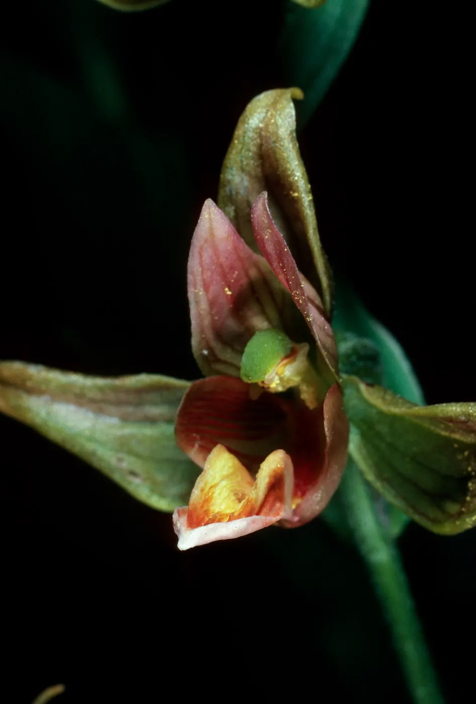 Epipactis gigantea, Cottonwood Canyon, Santa Cruz Island