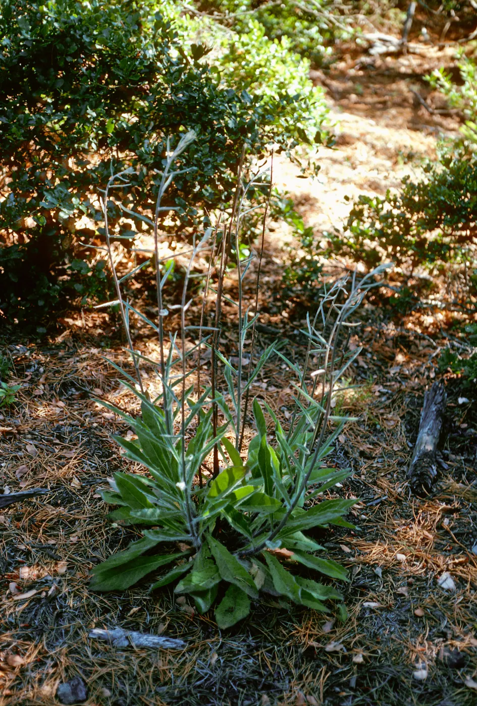 Hieracium, Eastern Pines, Santa Cruz Island