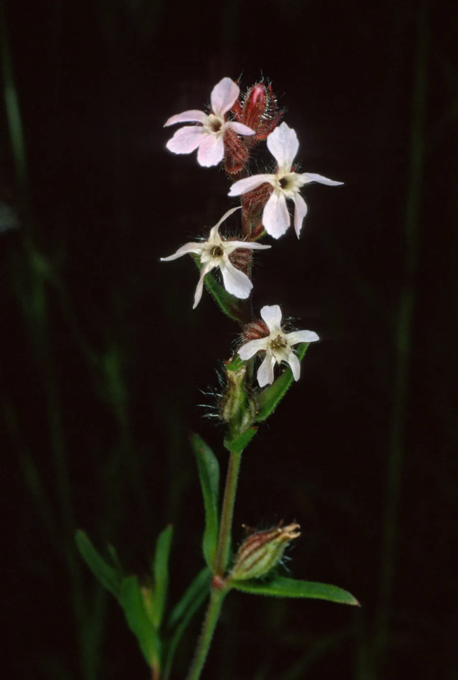 Silene gallica, S-facing slopes, North of Bosque Mano, Santa Cruz Island