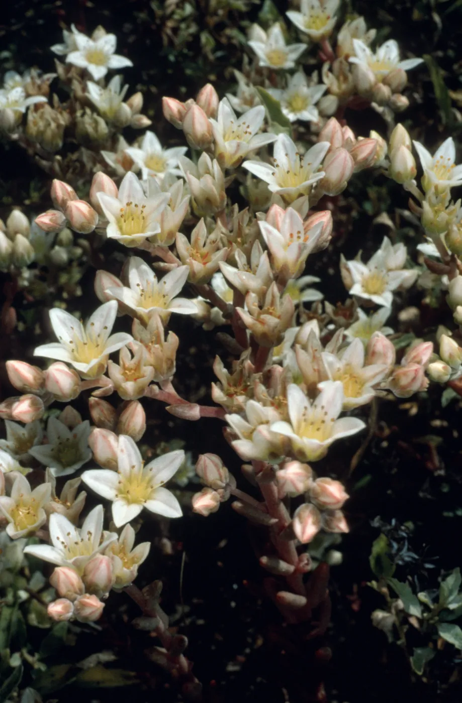 Dudleya nesiotica, Fraser Point, Duplicate, Santa Cruz Island