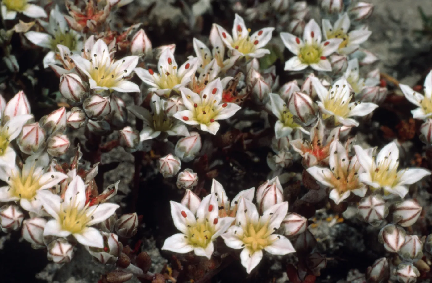 Dudleya nesiotica, Fraser Point, Duplicate, Santa Cruz Island