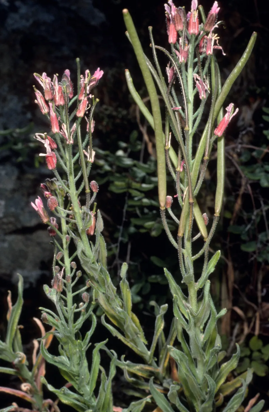 Arabis hoffmannii centinela, Duplicate, Santa Cruz Island