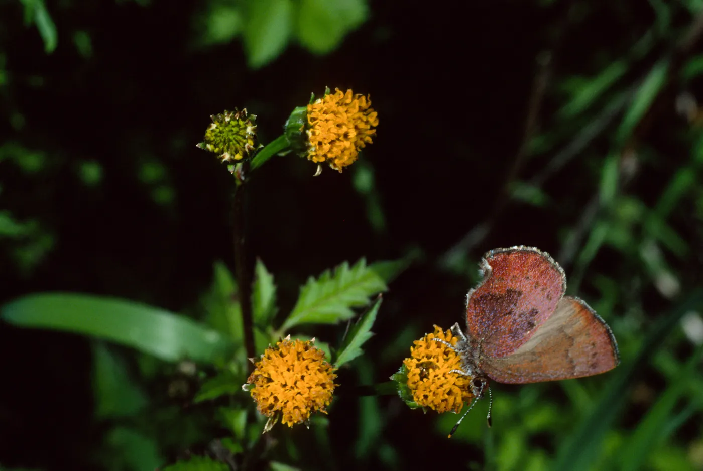 Western Elfin on Bidens pilosa, Tunnel Road, Santa Barbara County