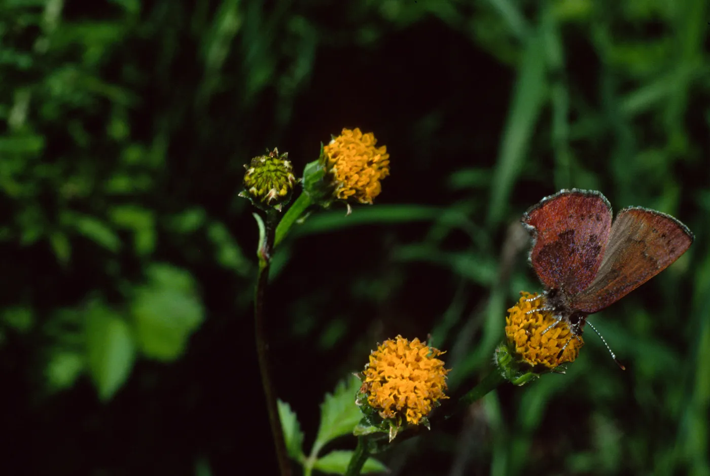 Western Elfin on Bidens pilosa, Tunnel Road, Santa Barbara County