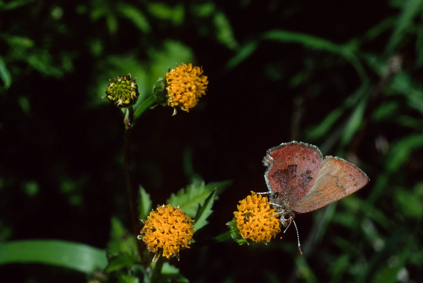 Western Elfin on Bidens pilosa, Tunnel Road, Santa Barbara County