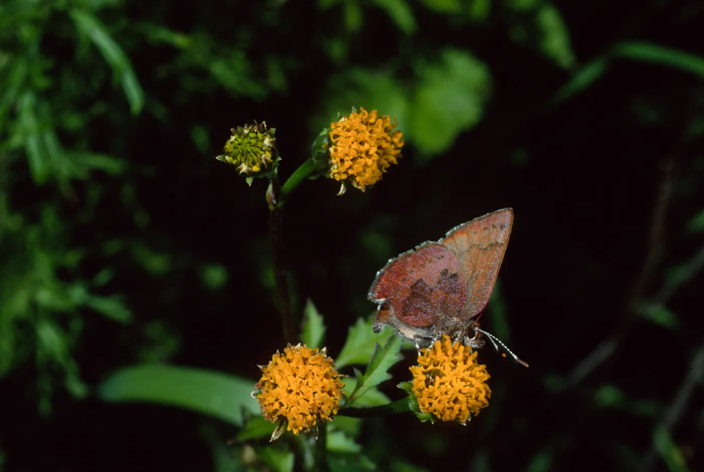 Western Elfin on Bidens pilosa, Tunnel Road, Santa Barbara County