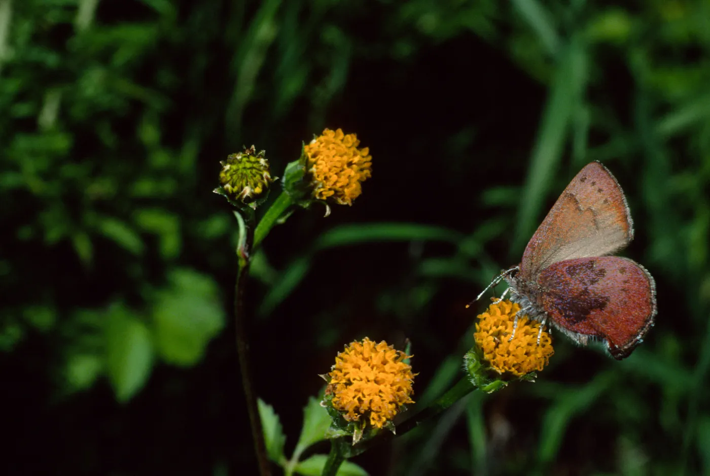 Western Elfin on Bidens pilosa, Tunnel Road, Santa Barbara County