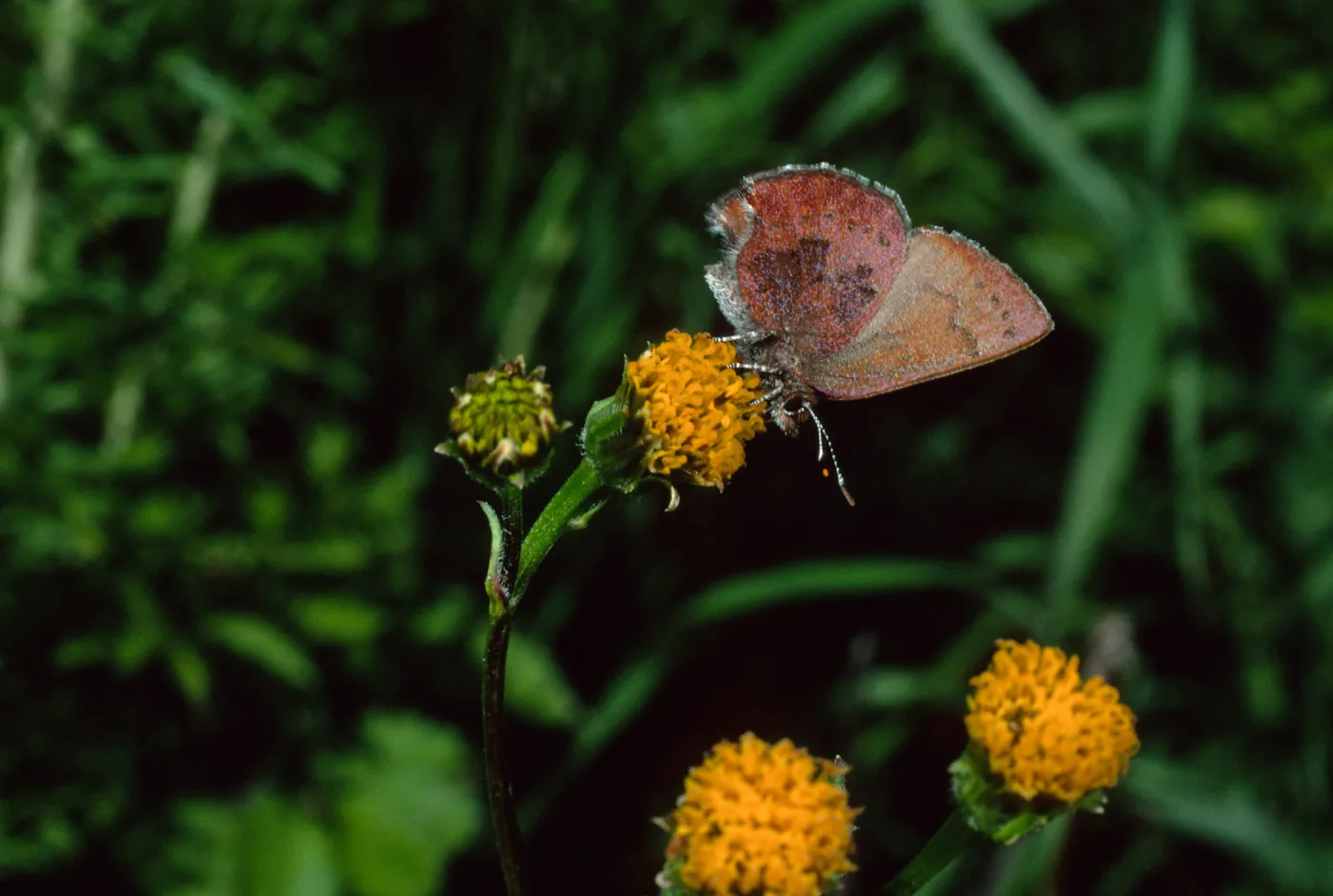 Western Elfin on Bidens pilosa, Tunnel Road, Santa Barbara County