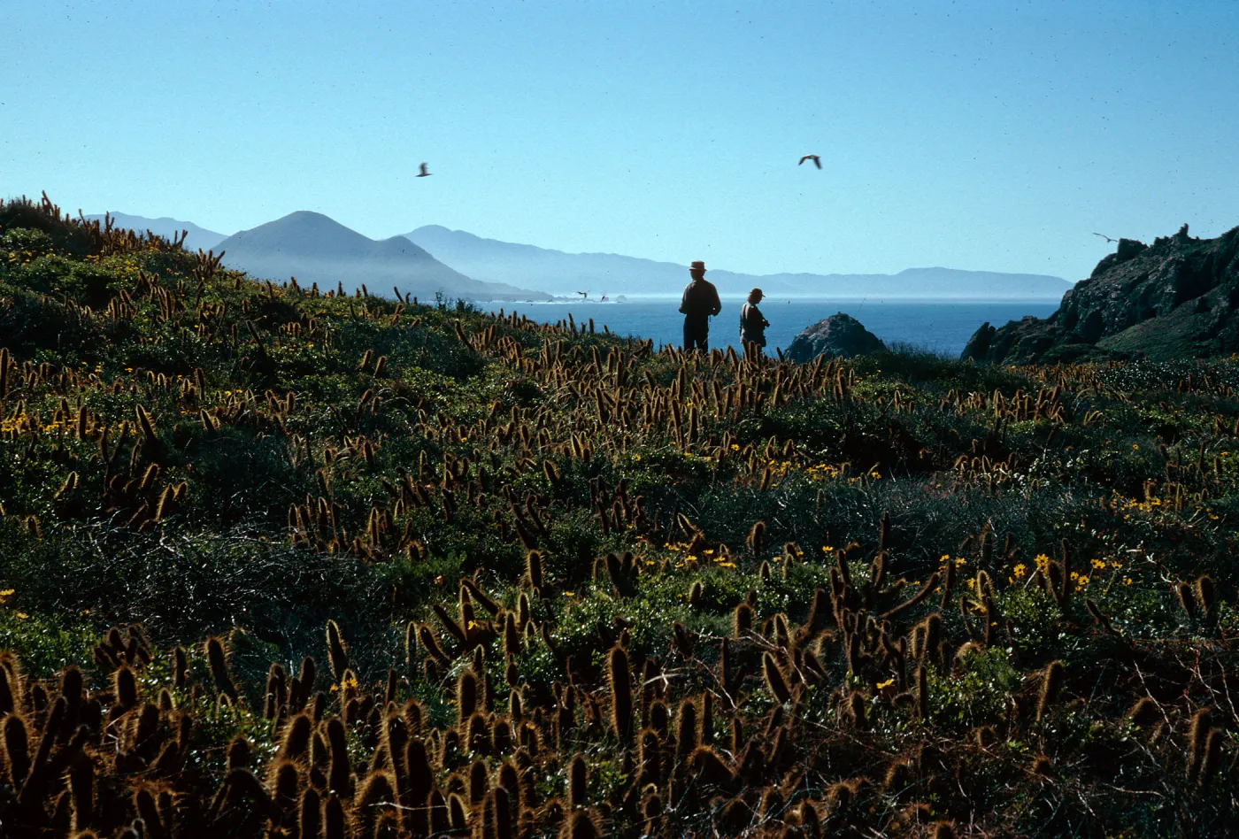 view of Punta Bonda from South side of peak, South Todos Santos Island
