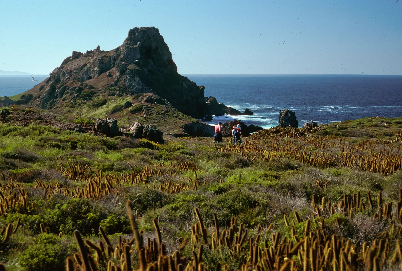 Bergerocactus, South end, South Todos Santos Islands