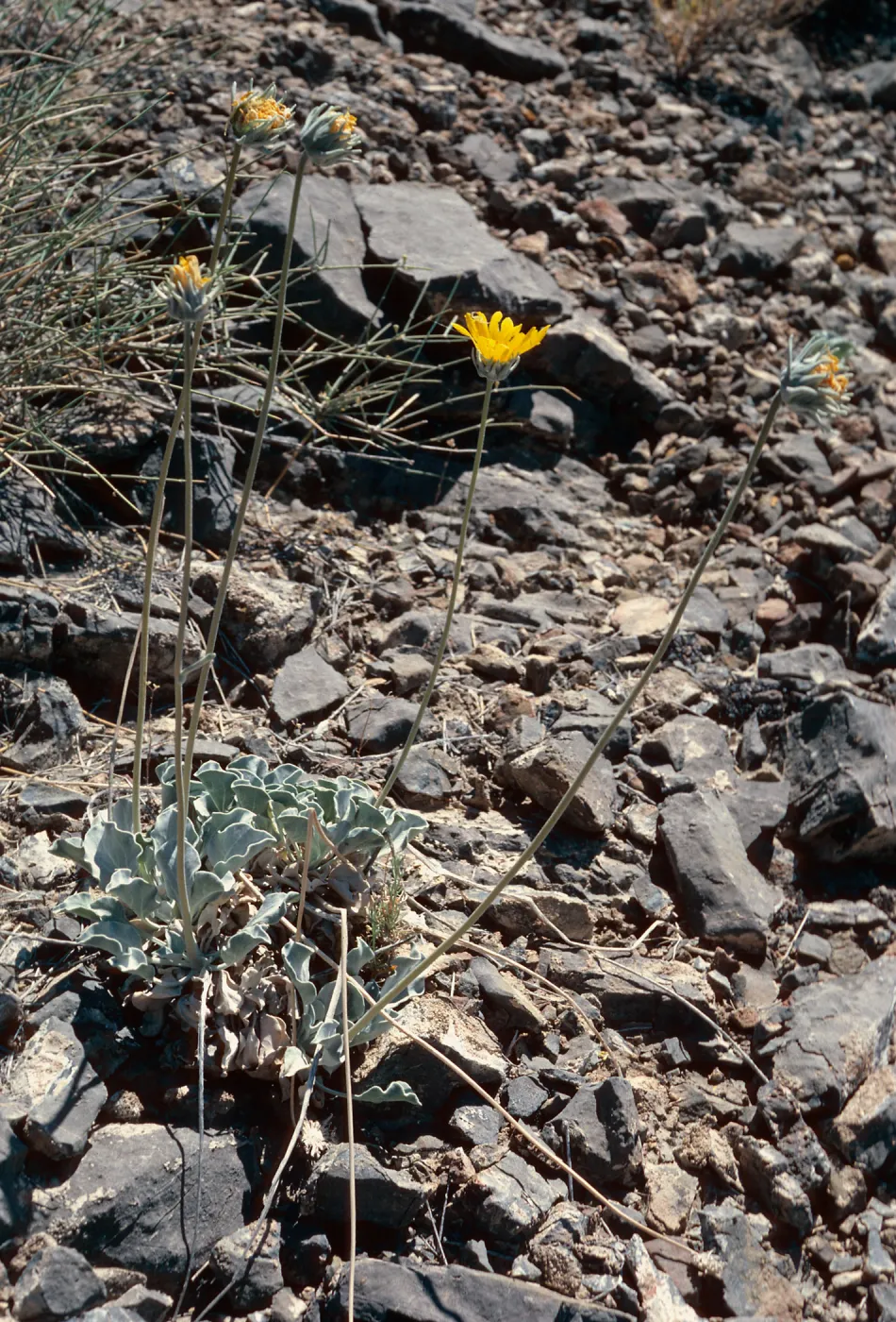 Enceliopsis nudicaulis, Eureka Valley Road, Death Valley