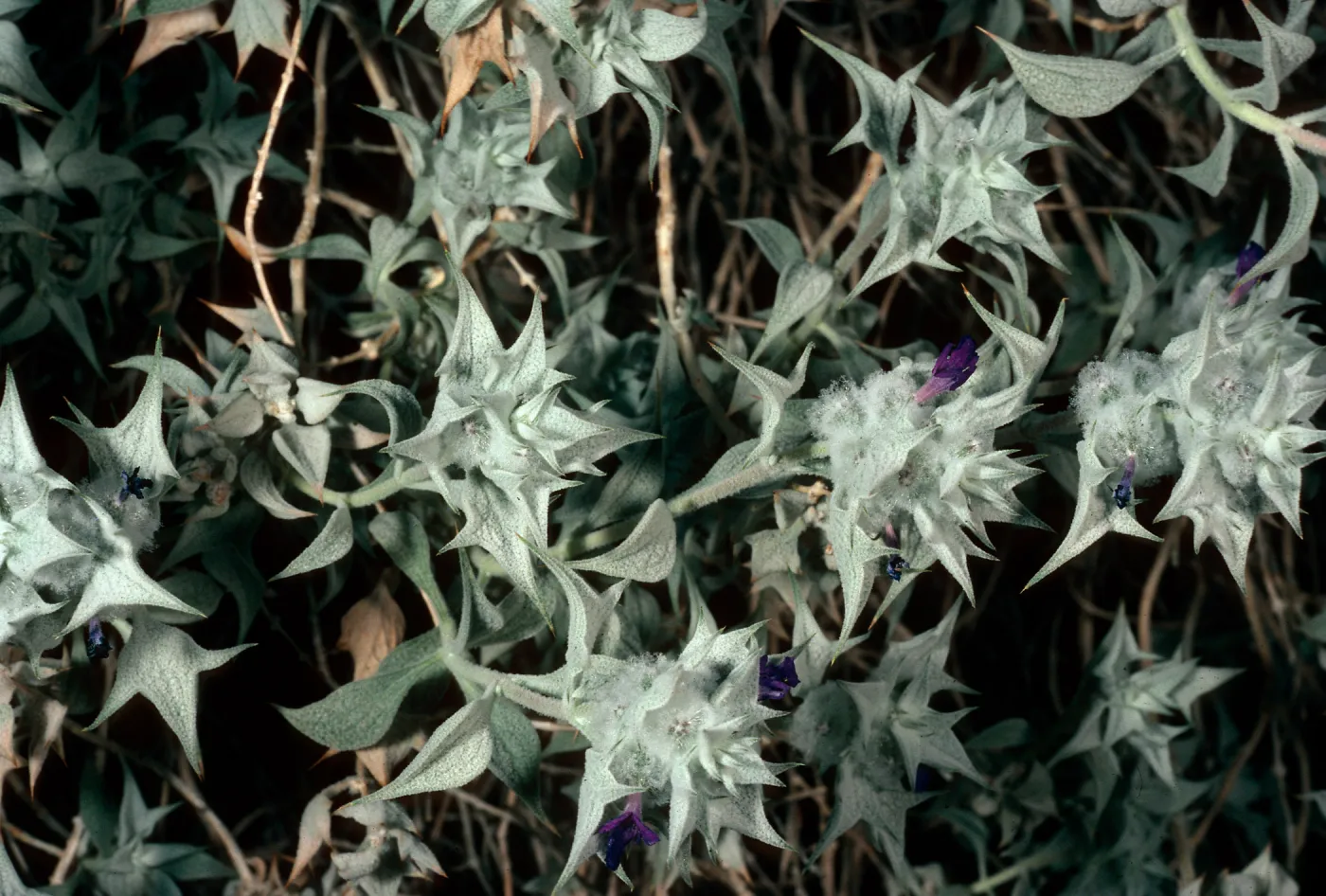 Salvia funerea (Death Valley Sage), Titus Canyon, Death Valley