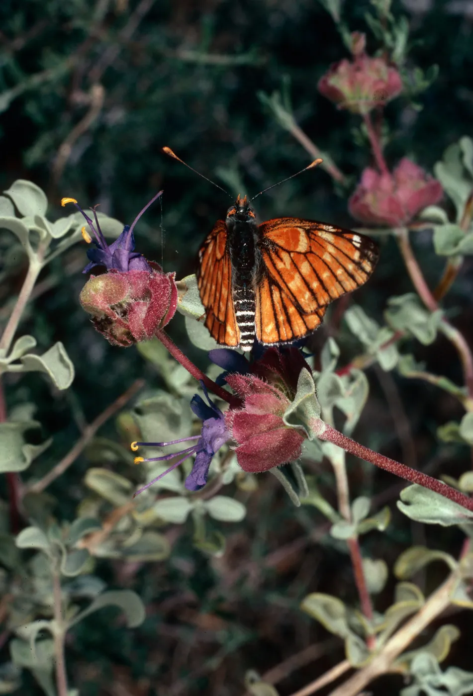 Salvia (Sage) dorrii gilmanii, Wildrose, Death Valley