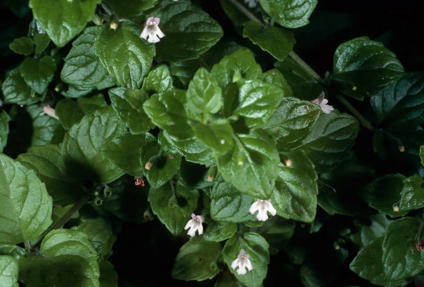 Satureja douglasii, La Purissima Mission, parking lot, Lompoc, Santa Barbara County